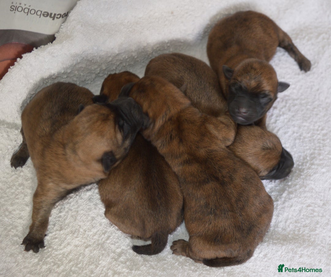 Cairn Terrier dogs for sale: GORGEOUS CAIRN TERRIER PUPPYS - Image 8