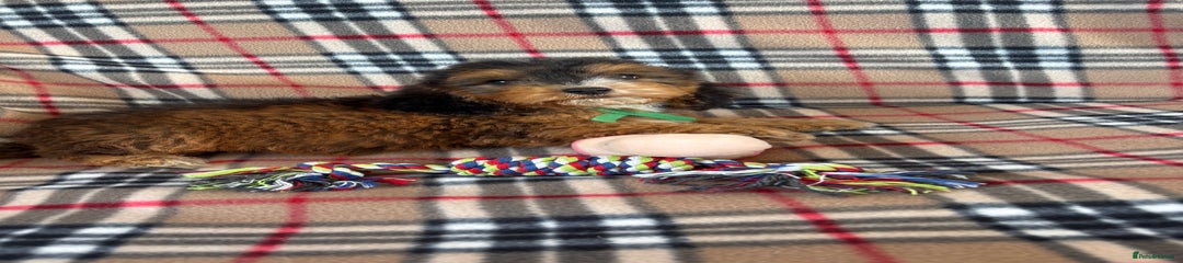 Cockapoo Puppy 1