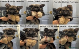 German Shepherd dogs for sale: 7 Beautiful Straight Backed German Shepherds💙🩷 - Image 1