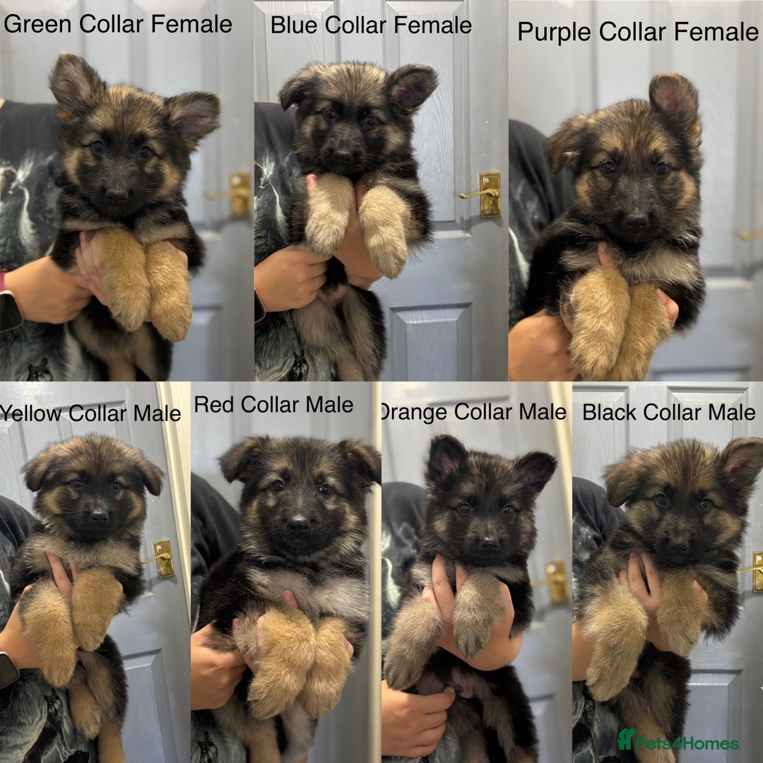 German Shepherd dogs for sale: 7 Beautiful Straight Backed German Shepherds💙🩷 - Image 1