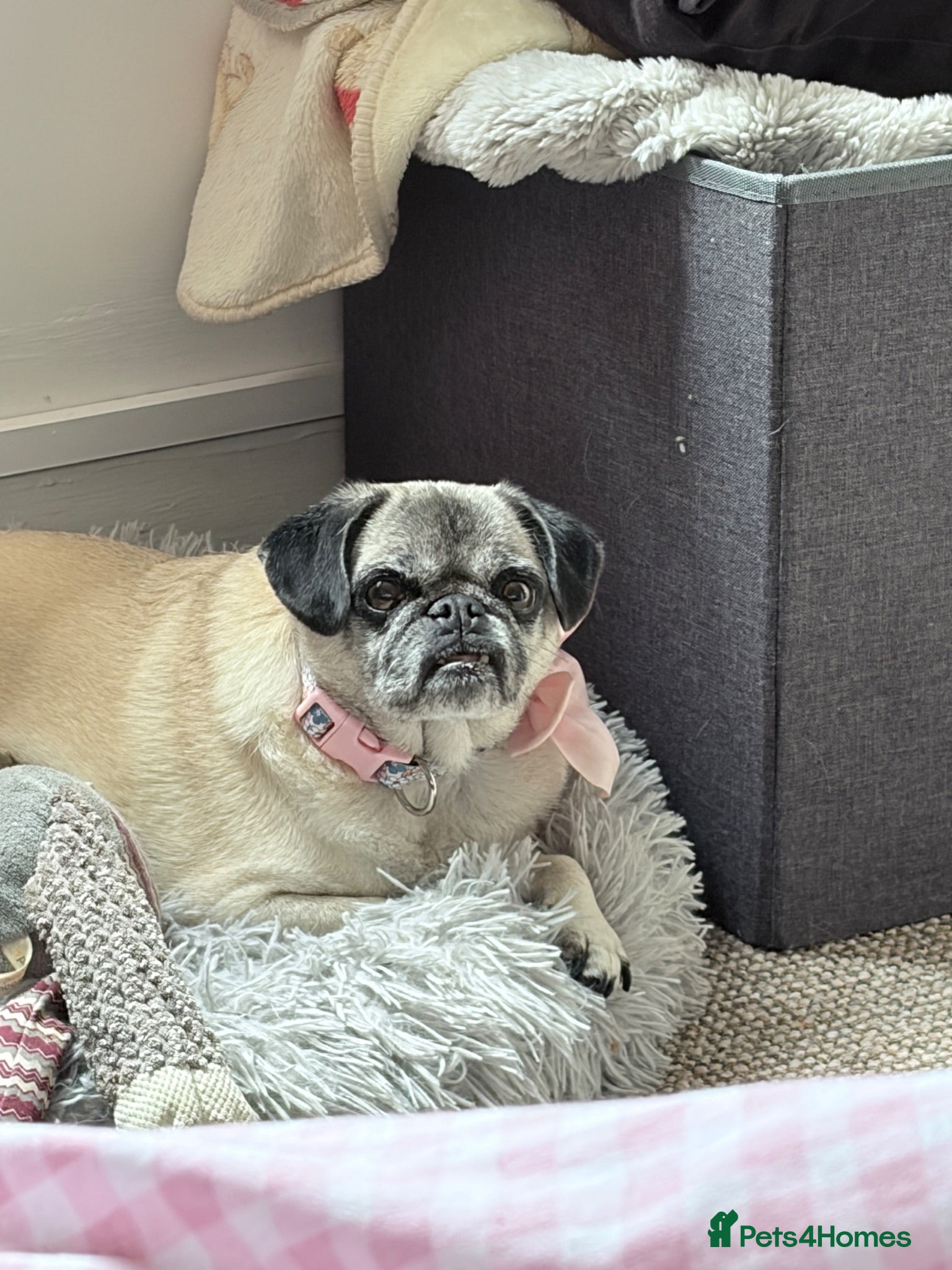 Pug dogs FREE TO GOOD HOME - Advert 1