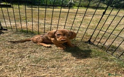 Miniature Dachshund dogs for sale: Miniature Wire Haired Dachshund Puppies - Image 17