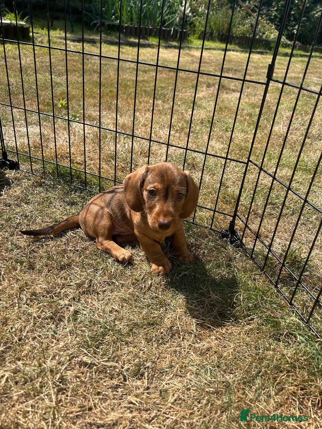 Miniature Dachshund dogs for sale: Miniature Wire Haired Dachshund Puppies - Image 17