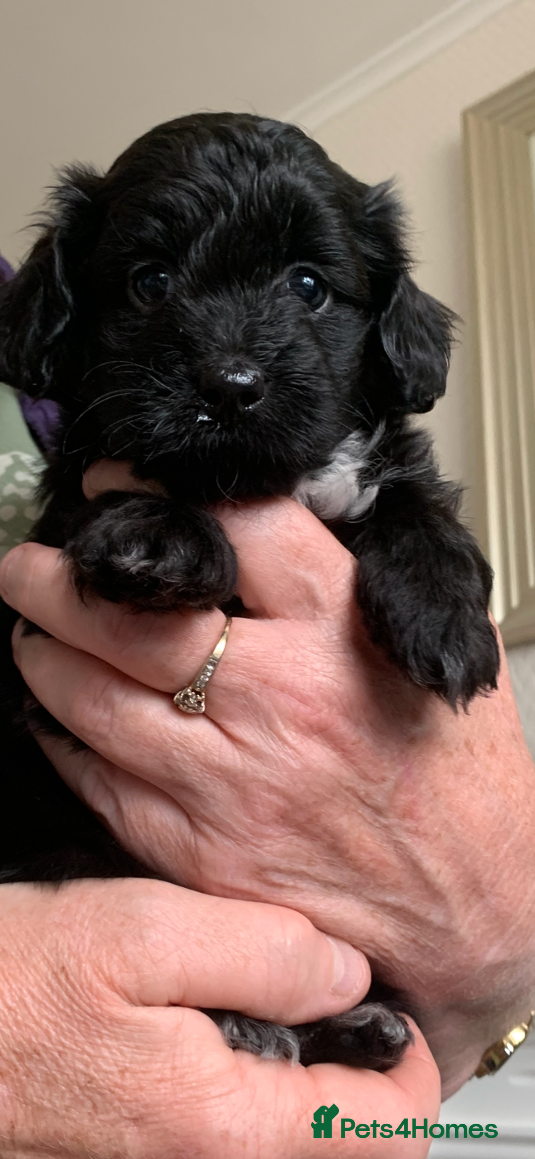Shihpoo dogs for sale: Health tested shihpoo x toy poodle pups  - Image 3