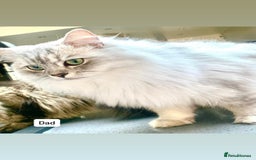 Ragdoll cats for sale: CINNAMON KITTENS FOR SALE  - Image 5