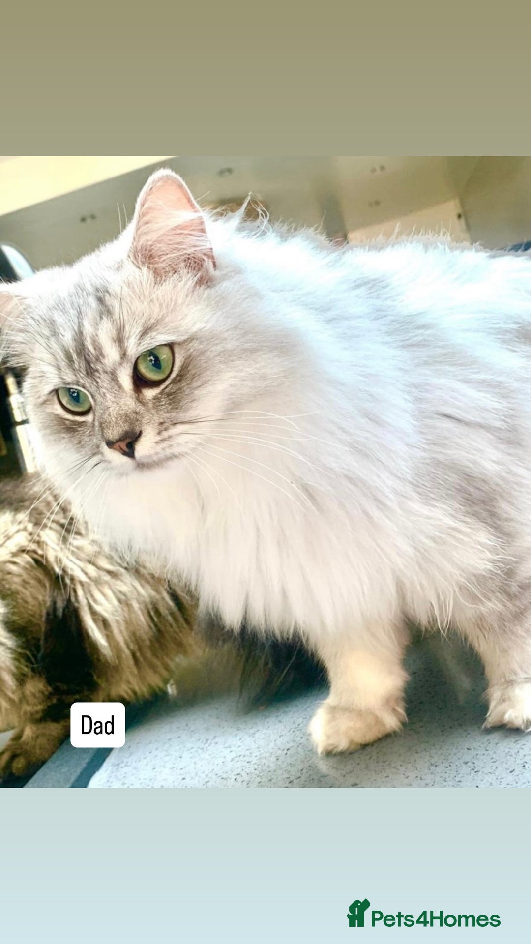 Ragdoll cats for sale: CINNAMON KITTENS FOR SALE  - Image 5
