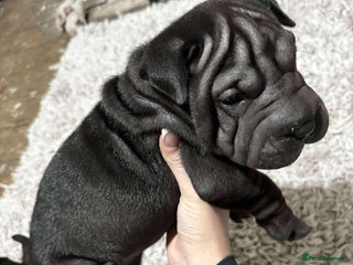 Shar Pei dogs Bone mouth sharpies - Advert 2