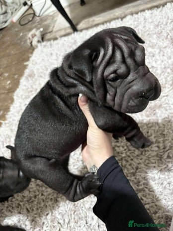 Shar Pei dogs - Advert 1