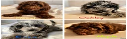 Cavapoo dogs for sale: Premium Quality Teddy Toy Cavapoos F1B - Advert 1