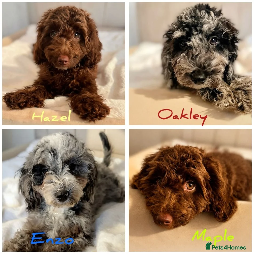 Cavapoo dogs for sale: Premium Quality Teddy Toy Cavapoos F1B - Advert 1