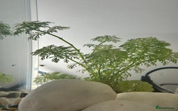 Platies fish for sale: 4 baby Platy fish for sale - Image 3