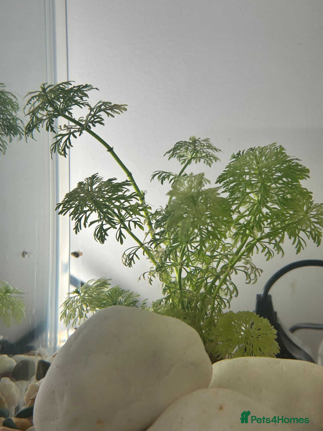 Platies fish for sale: 4 baby Platy fish for sale - Image 3