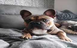 French Bulldog dogs for stud: Kc Reg Blue Fawn French Bulldog For Stud *PROVEN* in Irvine - Image 5