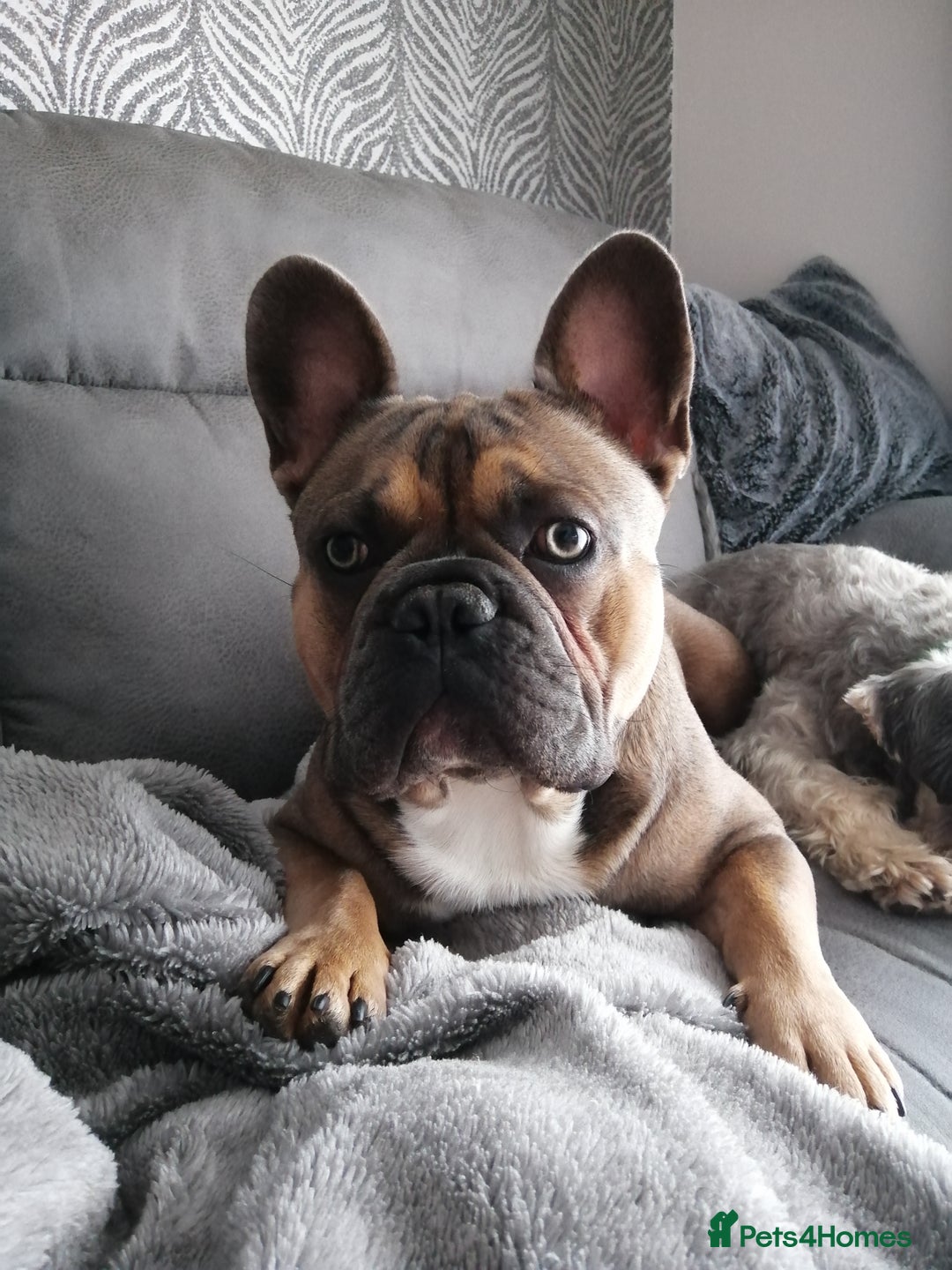 French Bulldog dogs for stud: Kc Reg Blue Fawn French Bulldog For Stud *PROVEN* in Irvine - Image 5