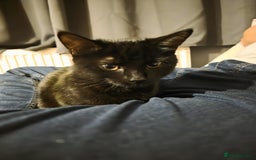 Domestic Shorthair cats for sale: Black kitten - Image 1