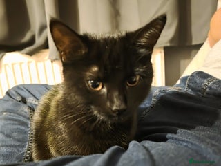 Domestic Shorthair cats for sale - Advert 1