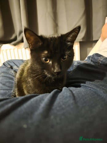 Domestic Shorthair cats - Advert 1