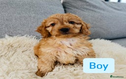 Cockapoo dogs for sale: Beautiful F1 Red/Golden Cockapoo Puppies - Image 13