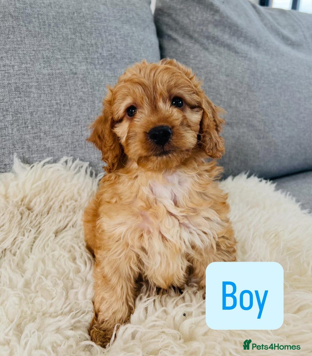 Cockapoo dogs for sale: Beautiful F1 Red/Golden Cockapoo Puppies - Image 13