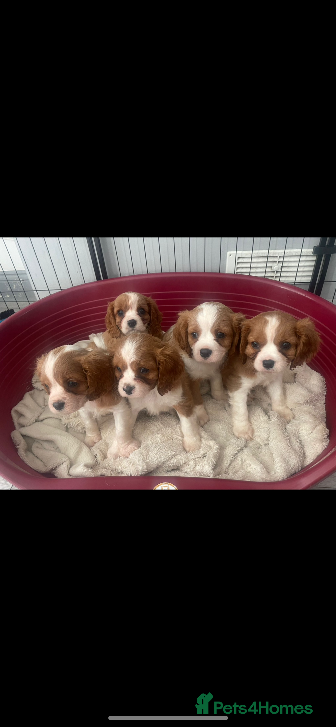 Cavalier King Charles Spaniel dogs for stud: Beautiful Cavalier King Charles for stud - Advert 5