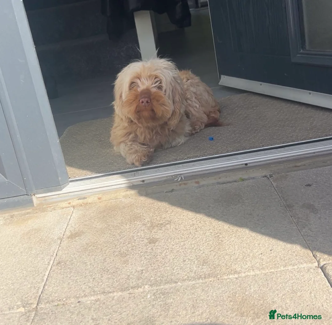Cockapoo dogs for sale: Female cockapoo  in Doncaster - Advert 2