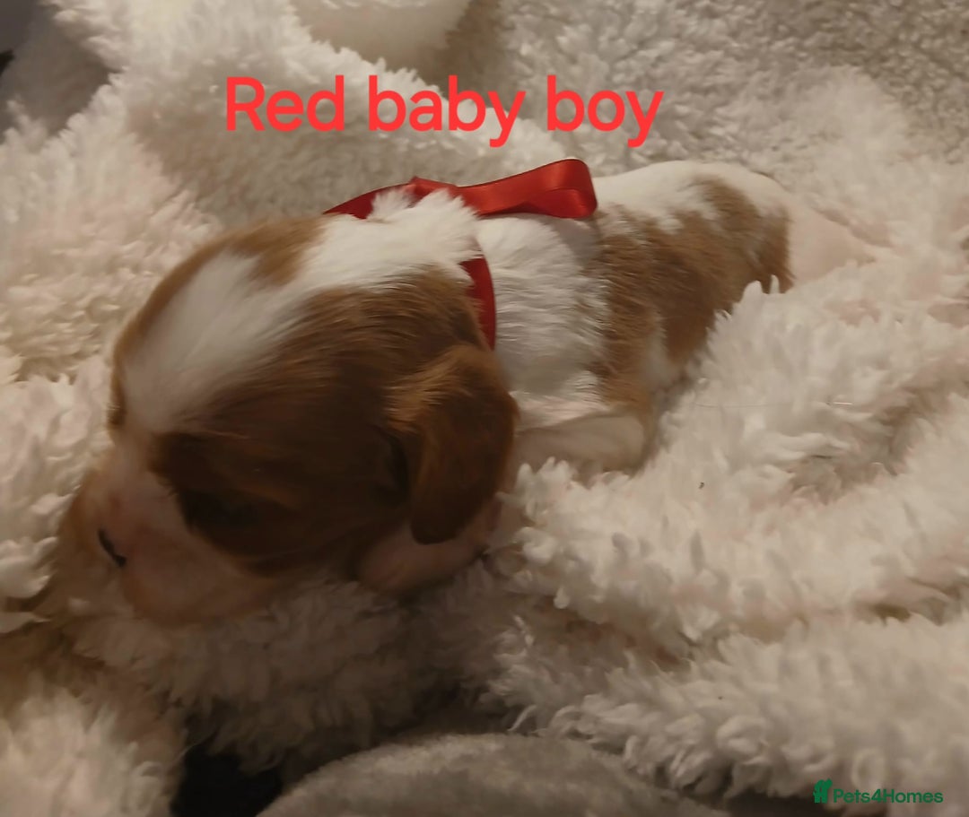 Cavalier King Charles Spaniel dogs for sale: Health tested Cavalier King Charles  - Image 10