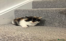 Mixed Breed cats for sale: 5 beautiful fluffy kittens  - Image 10