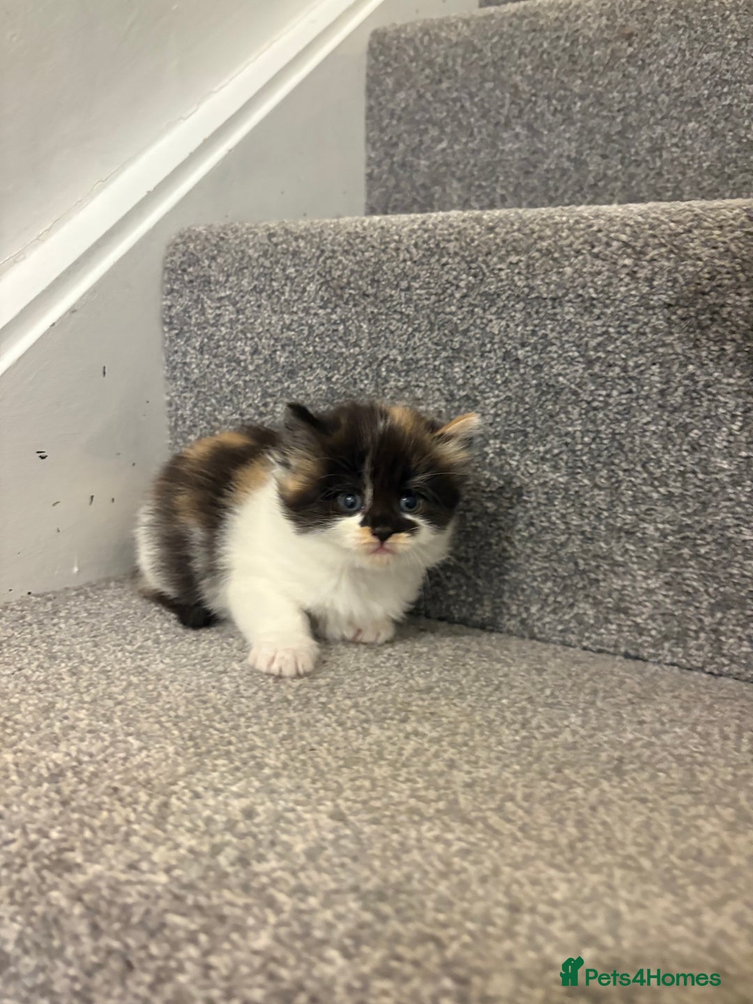 Mixed Breed cats for sale: 5 beautiful fluffy kittens  - Image 10