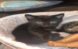 Mixed Breed cats for sale: 4 beautiful kittens  - Image 1