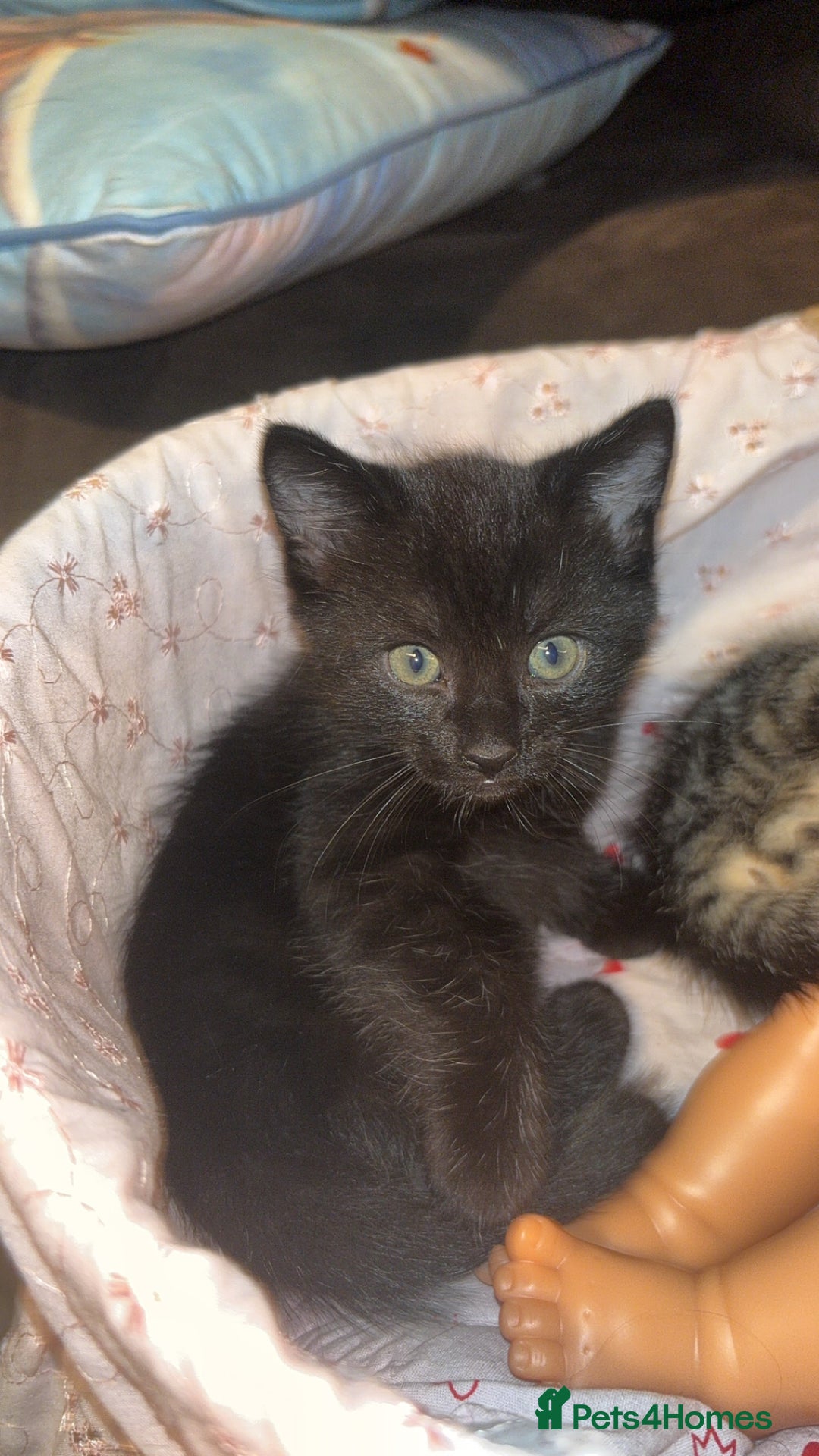 Mixed Breed cats for sale: 4 beautiful kittens  - Image 1