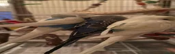 Budgerigars birds for sale: 3 male budgies with cage & toys - Advert 10
