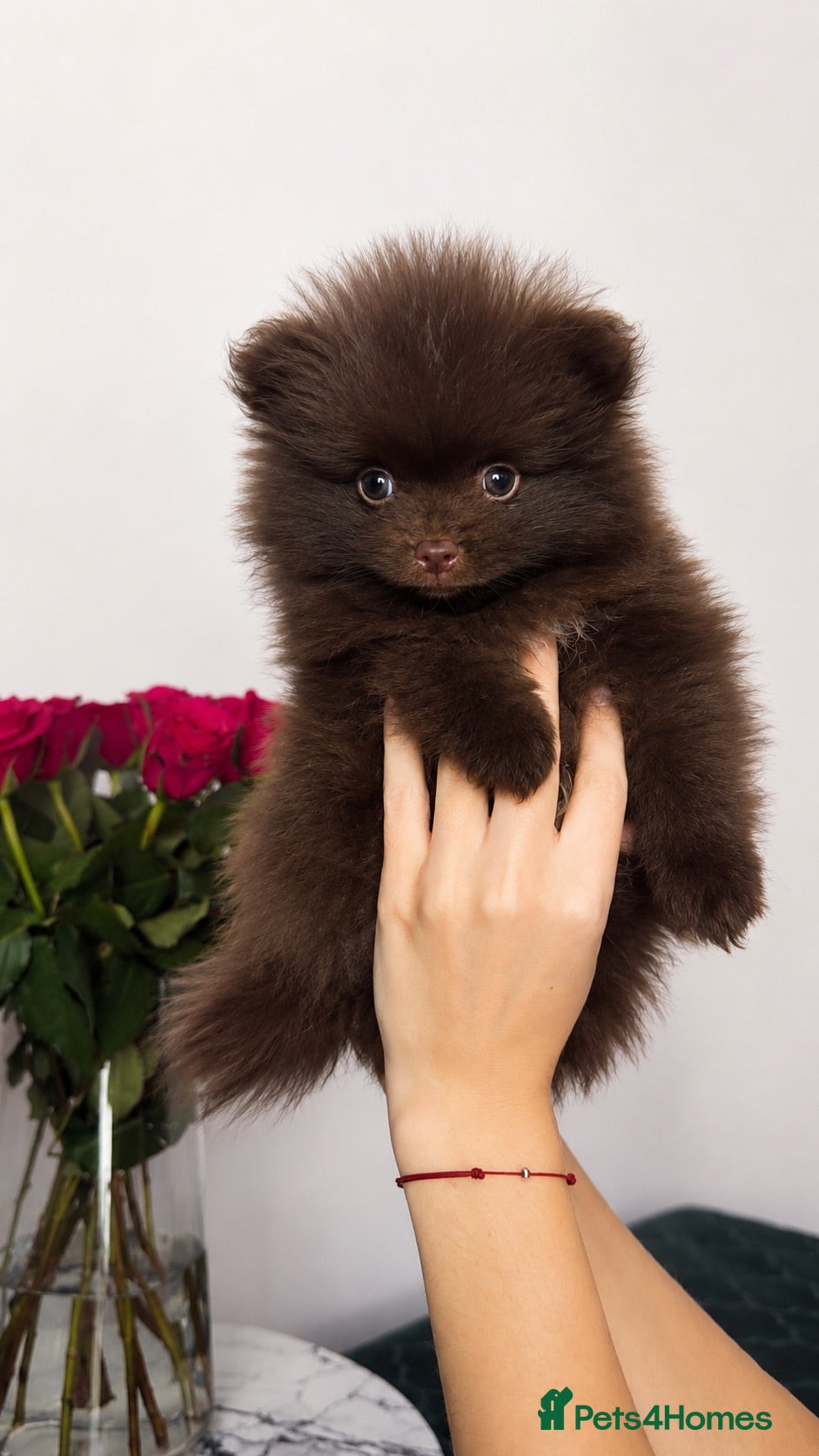 Pomeranian dogs ROYAL PET REGISTRY & KC REGISTERED POMPOM PUPPIES - Advert 2