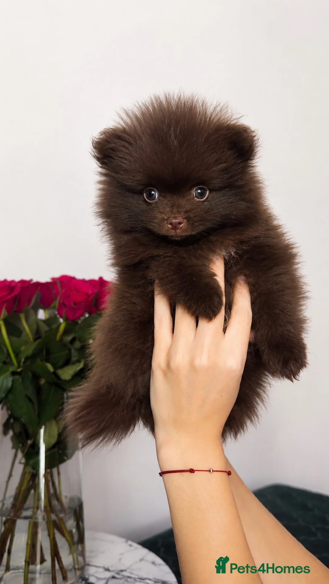 Pomeranian dogs for sale: ROYAL PET REGISTRY & KC REGISTERED POMPOM PUPPIES in Harlow - Advert 2