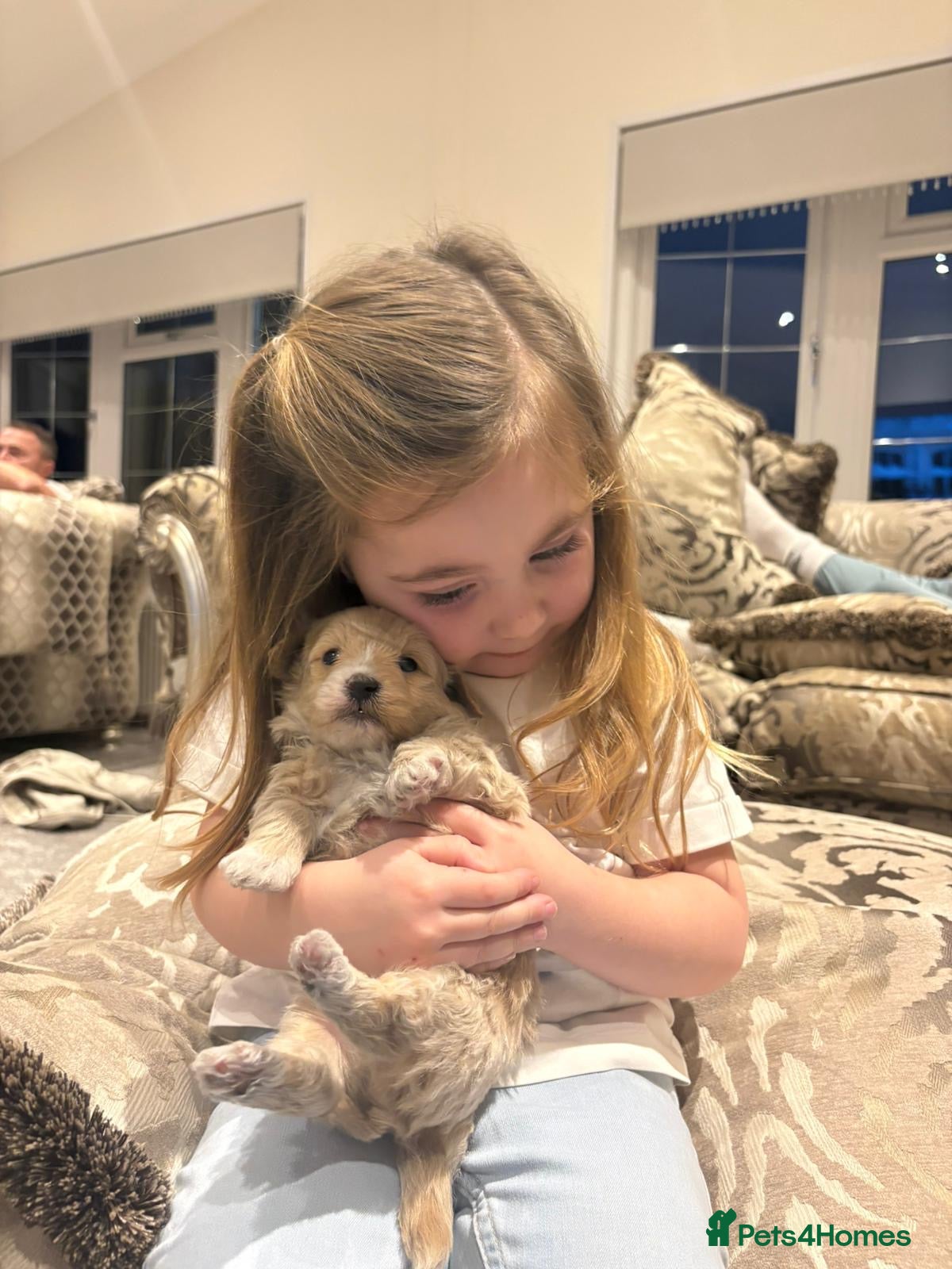 Maltipoo dogs 4 stunning maltipoo available  - Advert 2