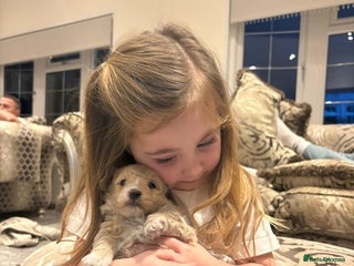 Maltipoo dogs 4 stunning maltipoo available - Advert 3