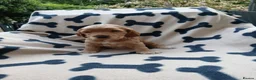 Cocker Spaniel dogs for sale: Beautiful Show Cocker Spaniels! - Advert 8