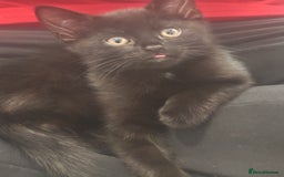 European cats for sale: Kittens looking for homes - Image 3