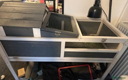 Tortoise reptiles for sale: Horsefield tortoise and enclosure  - Image 3