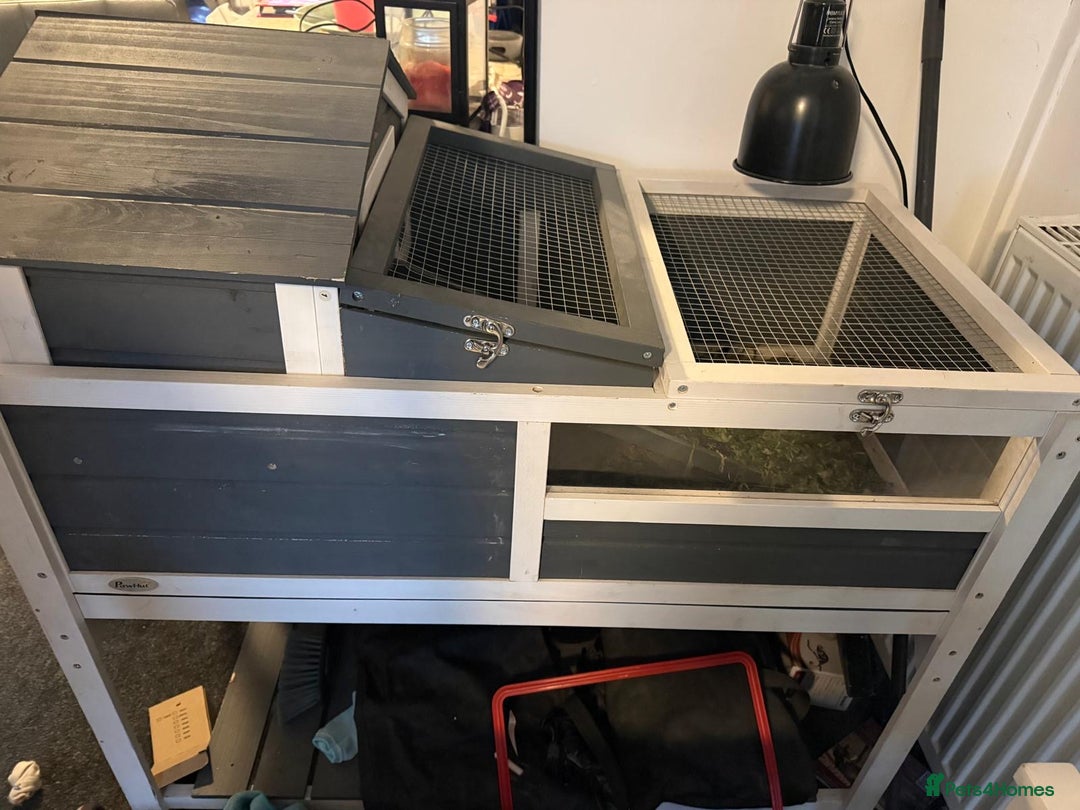 Tortoise reptiles for sale: Horsefield tortoise and enclosure  - Image 3