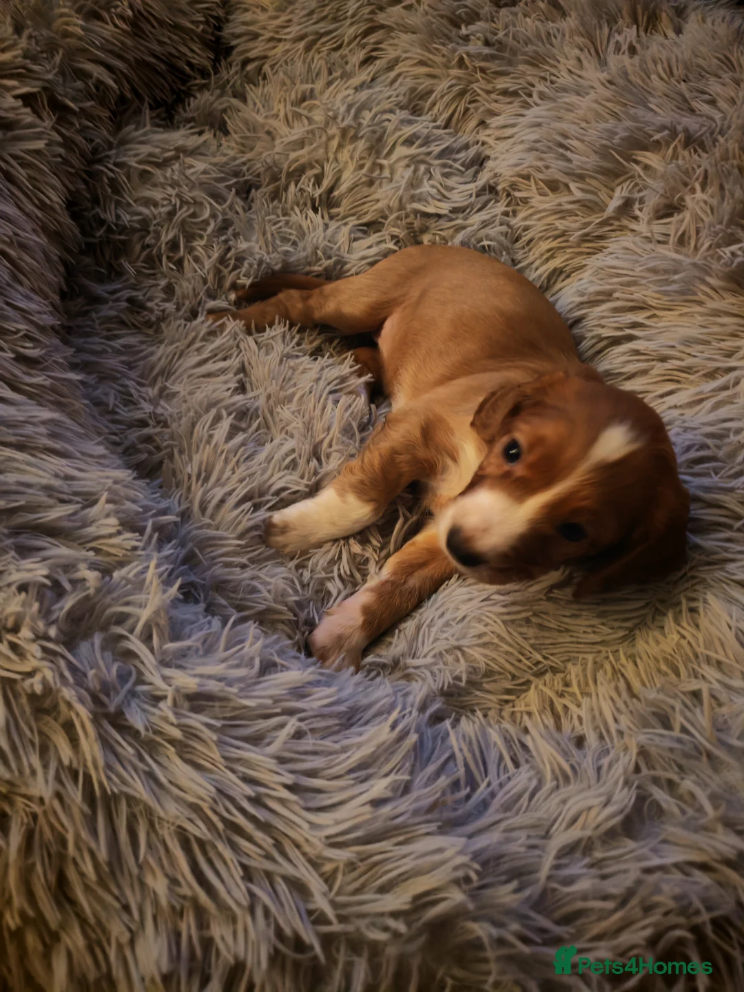 Cocker Spaniel dogs for sale: Cocker spaniel puppies  in Middlesbrough - Advert 2