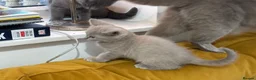 British Longhair cats for sale: One stunning and very friendly kitten - Advert 4