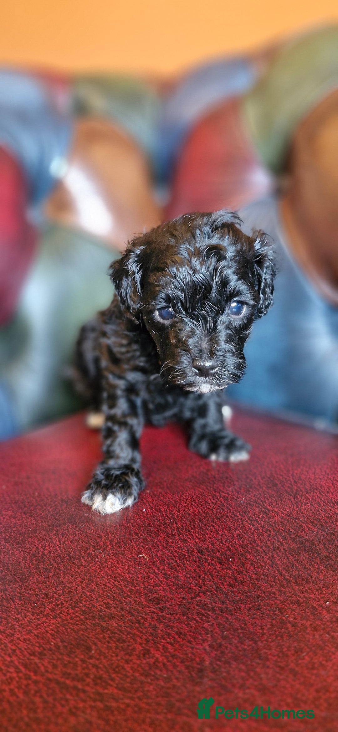 Cavapoo dogs for sale: Gorgeous f1bb Multicolour Cavapoo pups - Image 15