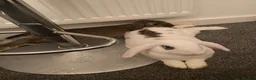English Lop rabbits for sale: Sadly need to rehome my rabbit  in Chelmsford - Advert 2