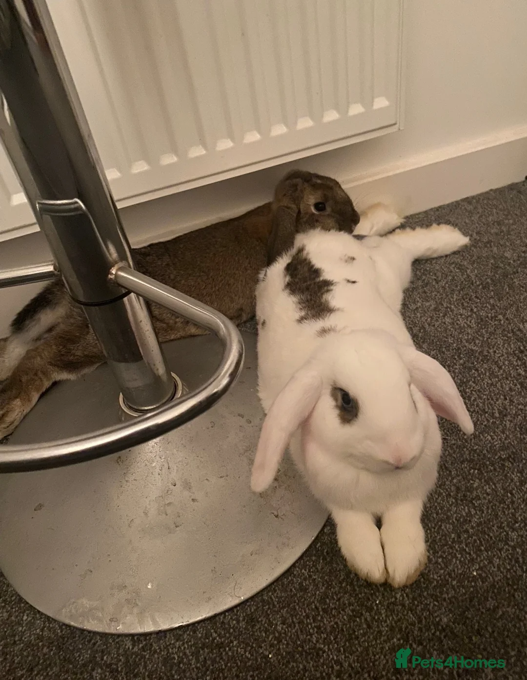 English Lop rabbits for sale: Sadly need to rehome my rabbit  in Chelmsford - Advert 2