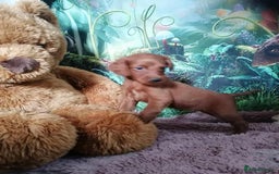 Mixed Breed dogs for sale: Stunning multigenerational golden Irish doodles  - Image 25