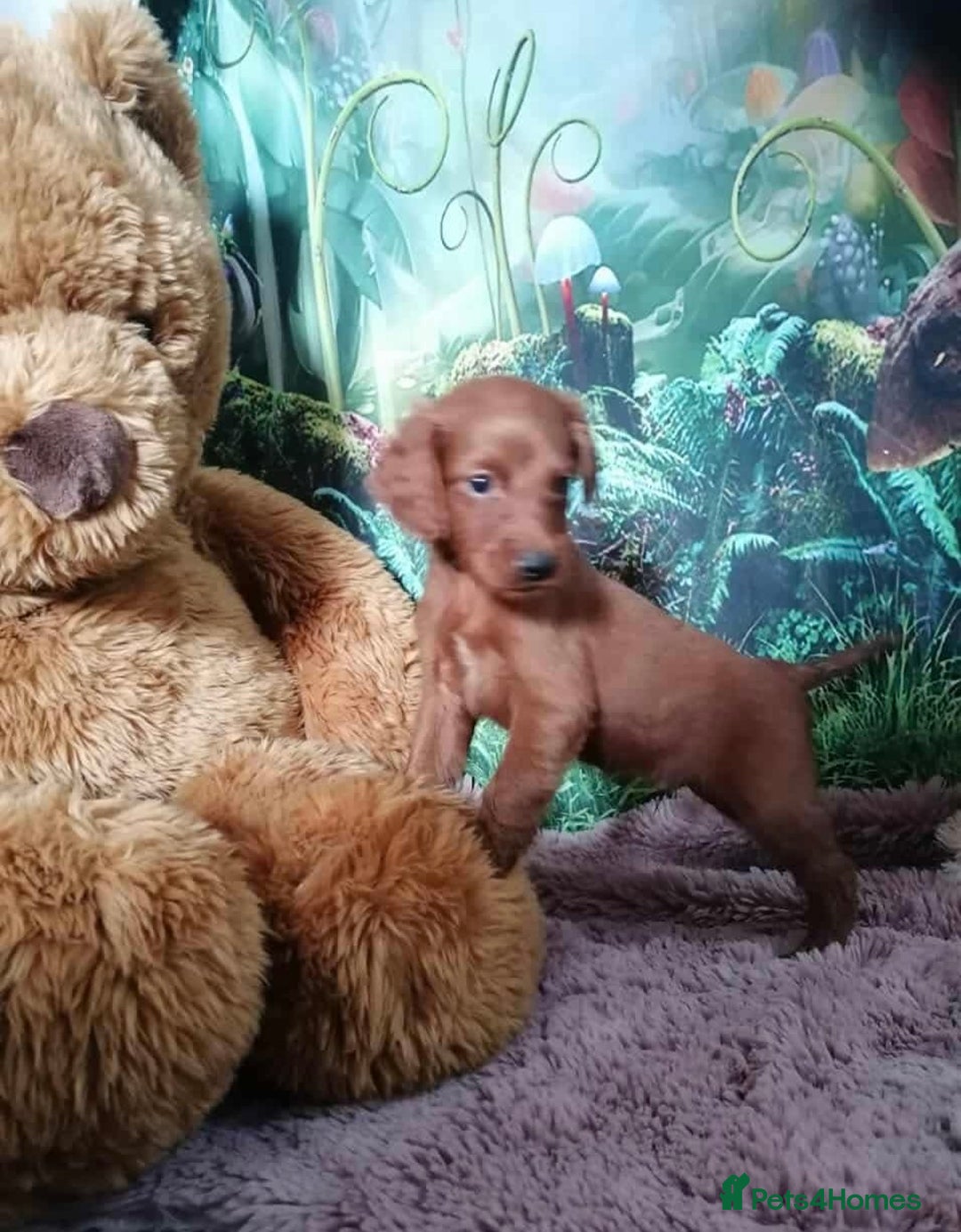 Mixed Breed dogs for sale: Stunning multigenerational golden Irish doodles  - Image 25