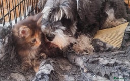 Maine Coon cats for sale: Fully health tested and Tica registered  in Great Missenden - Image 26