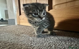 Scottish Fold cats for sale: Scottish Fold Kittens - Image 20