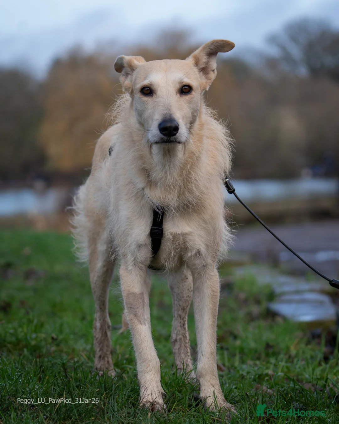 Mixed Breed dogs for adoption: Pretty Peggy looking for her family - Advert 19