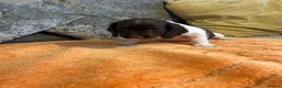Sprocker dogs for sale: Gorgeous Sprocker Puppies - Advert 5
